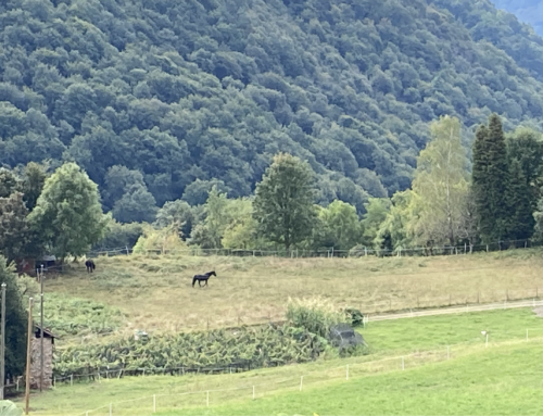 20.11.2025 Eva Taylor legge “Im Wundertal”